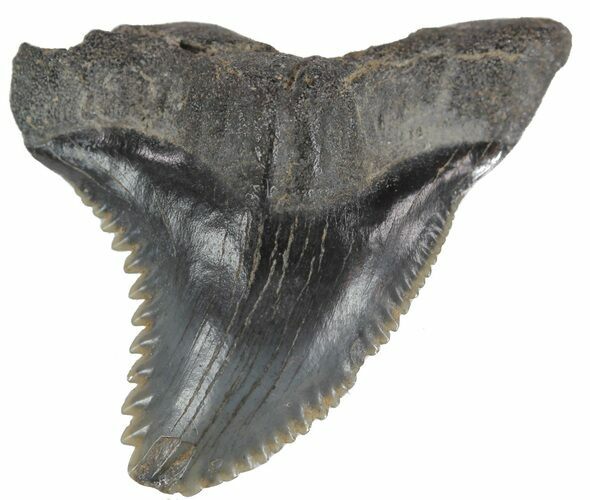 Fossil Hemipristis Tooth - Georgia #61624